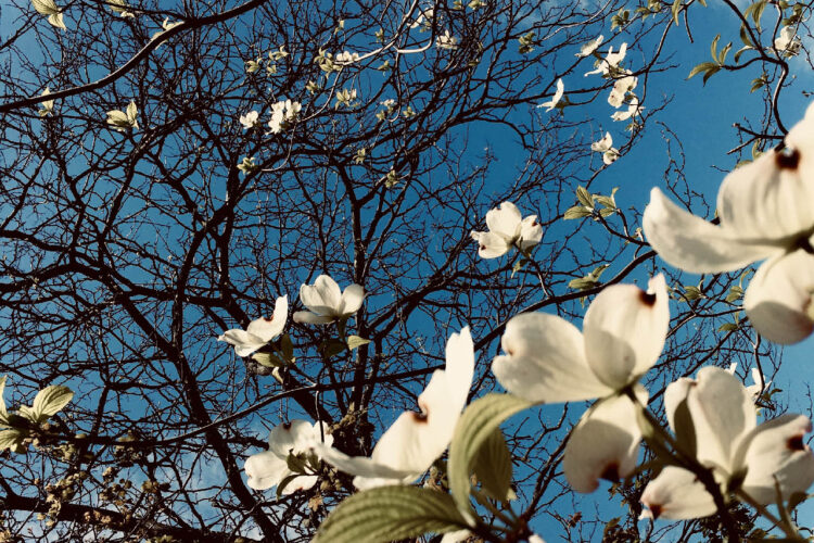 under-dogwood-blossom